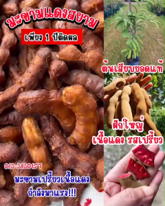 มะขามแดงสยาม สูง 40–50 ซม. ต้นพันธุ์เสียบยอด ต้นไม้กินผล เนื้อในแดง รสอร่อย โตไว ทนแล้ง