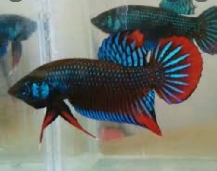 Lazada hot sale betta fish