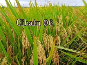 BENIH BIBIT PADI CIBATU 06 SUPER UNGGUL PER 1KG