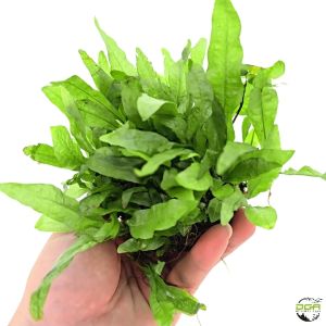 Aquatic Plants Microsorum Pteropus Java Fern Low Tech PLants(水族造景铁皇冠）