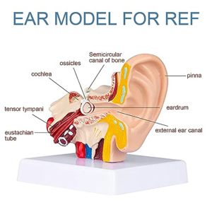 【READY STOCK】1.5x Human Ear Model/Life Size Anatomy Teaching/Scientific Anatomy Supplies/Desktop Organ Dissection Model