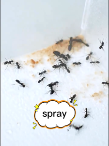 Ant Killer Spray 500Ml Can Quickly Kill Ants Harmless To Humans And Animals Ants Spray Killer Ants Spray Ant Killer
