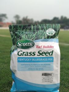 1KG LBS° Jual benih rumput Bermuda - Jepang - Gajah mini - Swiss & Golf 1KG