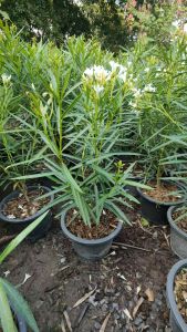 ยี่โถสีขาว กระถาง 11 นิ้ว ไม้กระถางต้นสวยและแข็งแรง (กทม)