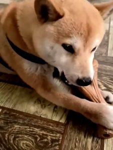 Dog Chew Toys Durable Teeth Cleaning Pet Chew Stick Non-Toxic Pine Wood Antler Interactive Dog Bones