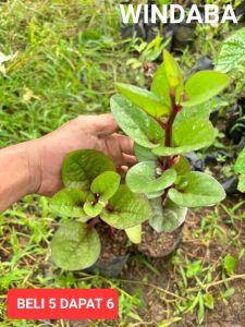 windaba - Bibit Tanaman Obat Herbal Daun Binahong Merah / gendola obat luka siap tanam ( Beli 5 Dapat 6 )