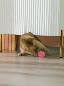 Plush Cat Ball Chirping Cat Toys Balls Fluffy Interactive Cat Kicker 3 LifelikeAnimal Sounds Cat Kitten Catnip Exercise Toys Fun Cat Toy