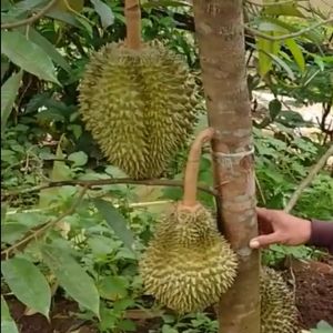 Bibit durian montong Jumbo