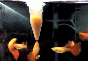 Automatic Fish Feeder Brine Shrimp Feeder Red Worm Feeding Feeder Worm Funnel Cup Fish Food Feeding Tool Aquarium Accessories Shrimps Egg Feeder