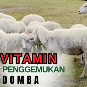 Vitamin Penggemuk domba Obat cacing domba plus vitaminObat penggemukan anak dombaVitamin domba