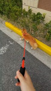 Bộ dây dắt Chó Mèo kèm đai yếm ngực bằng chất liệu vải Nylon (mẫu mới) - Love pets shop