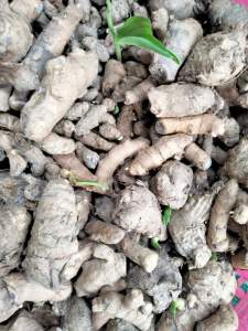 Củ Ngải chống Độc mọc mầm làm giống 10 củ