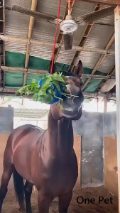 Horse Treat Ball Hay Slow Feed Hangings Feeding Toy for Goat Sheep Durable Hanging Hay Feeder Treat Dispenser for Animals