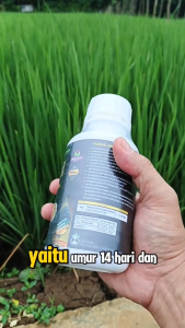 Aminozoo Untuk Anakan Padi 250 ml