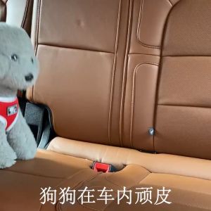 Sabuk Pengaman Mobil Hewan Peliharaan: Sabuk Pengaman Mobil Anjing & Kucing