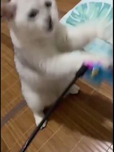 PS-593 ไม้ตกแมวขนนก หนู กลมๆ ของเล่นแมว ช่วยทำให้แมวสนุก ดึงดูดสนใจ ราคาถูก พร้อมส่ง🐶🐈