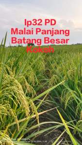 BENIH PADI IP BERKUALITAS SUPER UNGGUL kemasan 1Kg