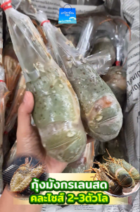 ส่งฟรีกุ้งมังกรสด 2กิโลถูกมากขายดีที่สุด