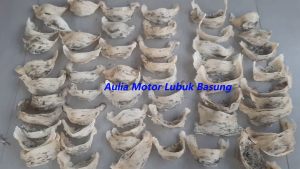 Sarang Walet Asli Kering Utuh Harga Per 1 Gram Minimal Beli 5 Gram