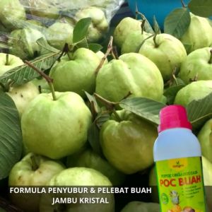 Pupuk Penyubur Buah Jambu Kristal Obat Booster Penguat Pelebat Buah Jambu Kristal Anti Rontok Cair