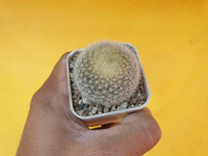 ต้นกระบองเพชร แคคตัส ตลับเงิน Prodia Haselbergii #Prodia #แคคตัส #cactus