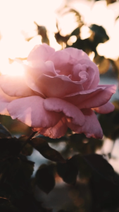 LAVICY Parfume Mobil Pengharum Ruangan Aromatherapy Cheers PartyTahan Lama 10ml