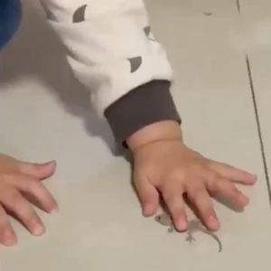 ยกลังสุดคุ้ม!! ครีมกำจัดจิ้งจก ยากำจัดจิ้งจก ยาฆ่าจิ้งจก ไล่ตุ๊กแกถาวร ไล่ตุ๊กแก 8 ชิ้น/กล่อง ผลยาวนาน ปลอดภัยสำหรับคนและสัตว์เลี้ยง