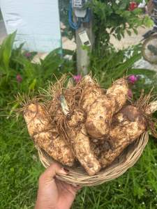 หัวพันธุ์อีรอกหางวัว อีรอกต้นใหญ่ ชุด1กก