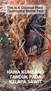 Insektisida Alami AXY WP kandungan utama mikroba Metarhizium mampu mengendalikan hama kelapa sawit rhinoceros