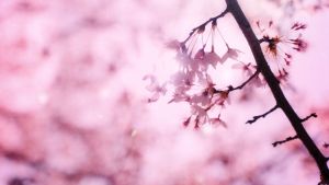 (Phiên bản giới hạn )Dầu gội Botanical Spring Shampoo 490ml hương Sakura và Cassis nội địa nhật/dòng smooth/Smoothing Hydration for sleek hair