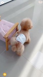🐾🐾【GIAO NHANH 24H】Tã lót vệ sinh Dono cho chó mèo mọi lứa tuổi cao cấp tã cho chó tã lót vệ sinh cho chó mèo Tã bỉm vệ sinh Dono dành cho chó mọi lứa tuổi cao cấp