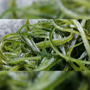 Dried Seaweed สาหร่ายวากาเมะ ใบวากาเมะ ใหม่ต้นฤดู สาหร่ายทะเลอบแห้งอัดก้อนกลม พองตัวได้16เท่า เกรดA นิยมทำยำสาหร่าย 海带丝 裙带菜