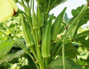 Sayur Okra Hijau Segar 1 kg