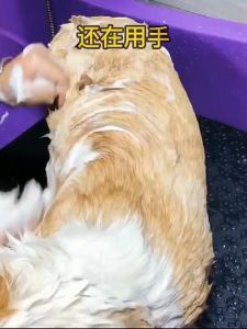 Pet Bath Brush for dogs Puppy Big dog cat Bath Massage Gloves Brush Soft Safety Silicone Pet Tools Pet Accessories