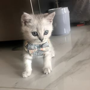 TIANZHENTONGXIU | Comfortable Escape-Proof Small Cat Harness Lead