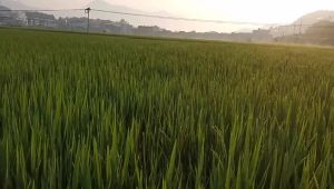 High Quality [ Spot inventory ]  Nam Kinh Tongrentang Loquat Autumn Pear Cream Xylitol Autumn Pear Cream 300 Keqiuli Dán Cộng Đồng Mua Hàng Theo Nhóm Đánh