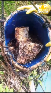 Madu Hutan Liar Sialang Sumatra Seefa Raw Honey 120 gram Halal