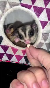 Sugar Glider Yogurt Drop Sugar Glider Snacks Treat 蜜袋鼯零食 酸奶粒