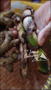 1 PAKET ! Dlingo Bengle atau Dlingo Bangle Segar 500gr - Sawan Anak