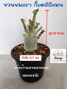 ชวนชมอรา ก็อตจิถังมน กระถาง 6 นิ้ว (Dorset Horn Adenium DHA)