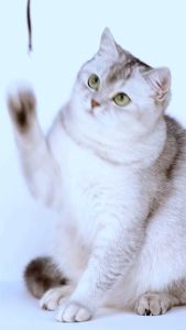LUMIPET Obat Tetes Penurun Birahi Libido Kucing Anjing Jantan Betina Mencegah Kehamilan dan Meredam Berisik dan Stres