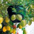 [Virladia Seeds] Biji Benih tanaman melon pepino kuning. 