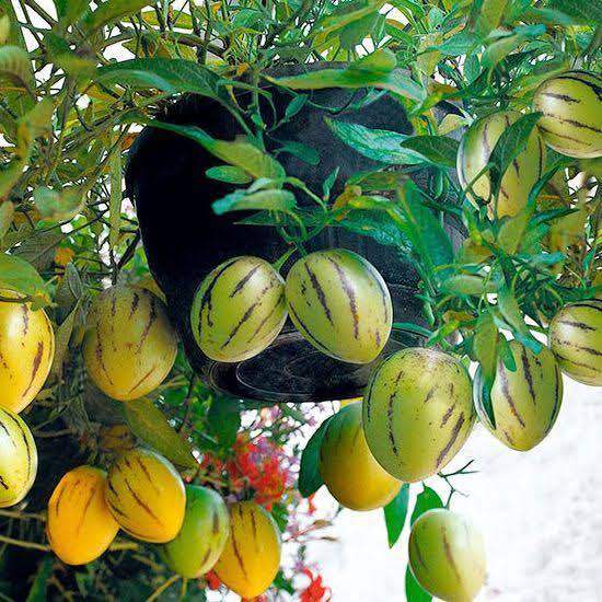 %5BVirladia%20Seeds%5D%20Biji%20Benih%20tanaman%20melon%20pepino%20kuning%20-%20Image%208