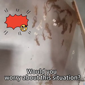 No more geckos！！AK Lizard killer Lizard killer bait Racun cicak Plant extract 50ml large capacity.Lizard Racun cicak paling kuat 壁虎药