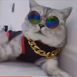 Vòng cổ mạ vàng sang chảnh kool ngầu bản rộng 2cm có thể điều chỉnh kích thước cho thú cưng chó mèo - GiGi Pet Shop