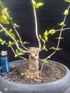 Bahan bonsai anting putri prokar mame