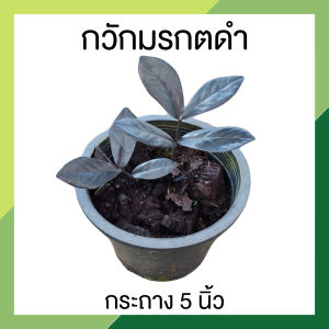 กวักมรกตดำ ต้นไม้มงคล 3-5 นิ้ว ต้นไม้ฟอกอากาศ สุดยอดไม้มงคล ไม้หายาก และดูดทรัพย์ ดูดโชค