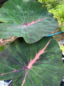 โคโลคาเซีย อีเควเตอร์ (Colocasia Equator )ไม้ฟอกอากาศ ไม้มงคล ไม้ประดับ ไม้แต่งสวน ราคาถูกสุดๆ ไม้ด่าง ไม้หายาก