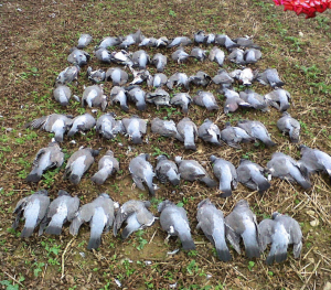Bird died 10000 meters away bird repellent outdoor racun burung merpati 500g 10 years without birds ubat bird paling berkesan 100% kill birds pigeons crows sparrow Birds favorite racun bird pigeons repellent Penghalau burung merpati 鸟药 防鸟神器 赶鸟神器