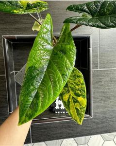 Alocasia Scalprum Aurea Variegatedลุ้นด่างเหลือง ขายแบบไข่เพาะชำส่งชำในถ้วยอบอย่างดีไม้แรร์ไอเทมหายากน่าสะสม